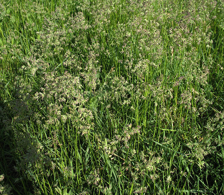 Изображение особи Poa angustifolia.