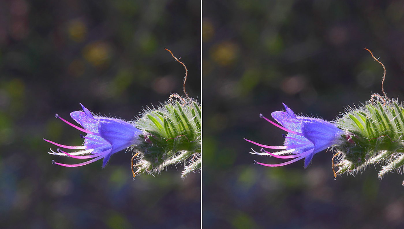 Изображение особи Echium vulgare.