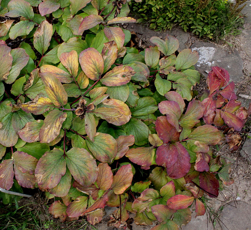 Image of Paeonia mlokosewitschii specimen.