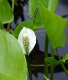 Calla palustris. Соцветие и листья с сидящей стрекозой. Приморский край, Владивосток, Ботанический сад. 02.06.2008.