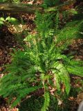 Blechnum spicant. Спороносящее растение. Нидерланды, провинция Drenthe, община Noordenveld, лес Tonckensbos. 12 июля 2008 г.
