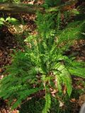 Blechnum spicant