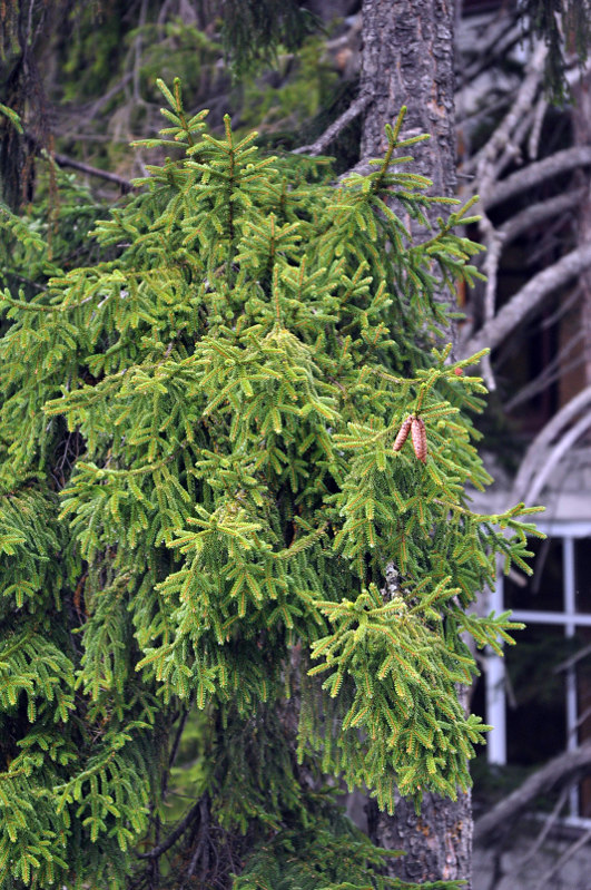 Image of Picea orientalis specimen.