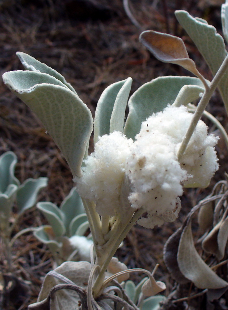 Image of Inula heterolepis specimen.