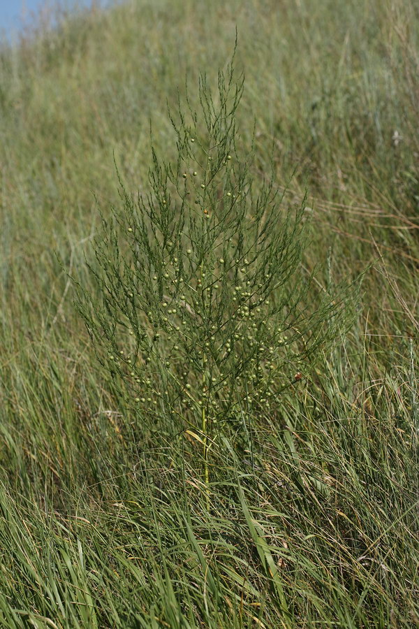 Изображение особи Asparagus officinalis.