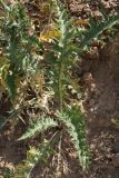 Cousinia vicaria