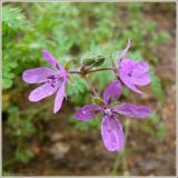 Erodium cicutarium