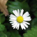 Bellis perennis. Соцветие. Москва, ГБС. 3 октября 2008 г.