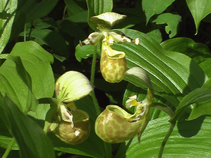 Изображение особи Cypripedium yatabeanum.