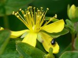 Hypericum kamtschaticum