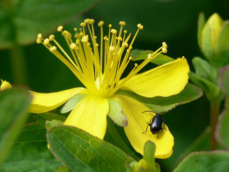 Image of Hypericum kamtschaticum specimen.