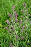 Odontites vulgaris. Цветущие растения. Хакасия, окр. г. Сорск. 13.08.2009.