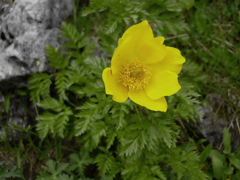 Image of Pulsatilla aurea specimen.