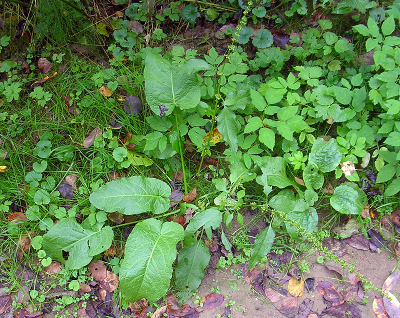 Image of Rumex obtusifolius specimen.