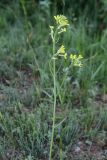 Erysimum canescens