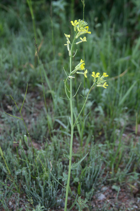 Изображение особи Erysimum canescens.