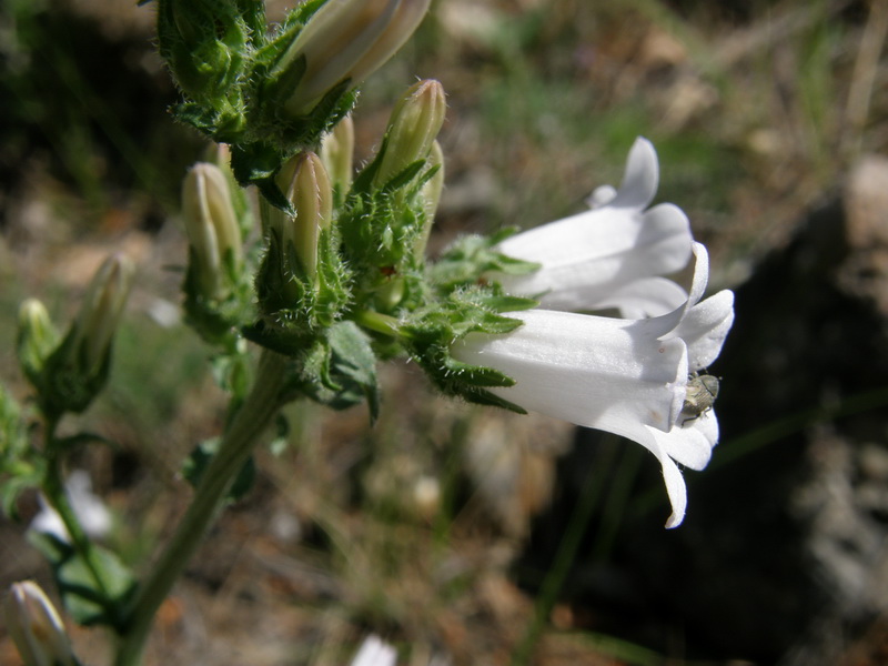 Image of Campanula taurica specimen.