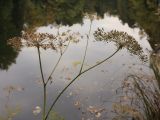 Thyselium palustre. Верхушка плодоносящего растения. С.-Петербург, Старый Петергоф, парк \"Сергиевка\", берег пруда. Конец сентября 2008 г.