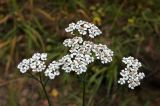 Achillea