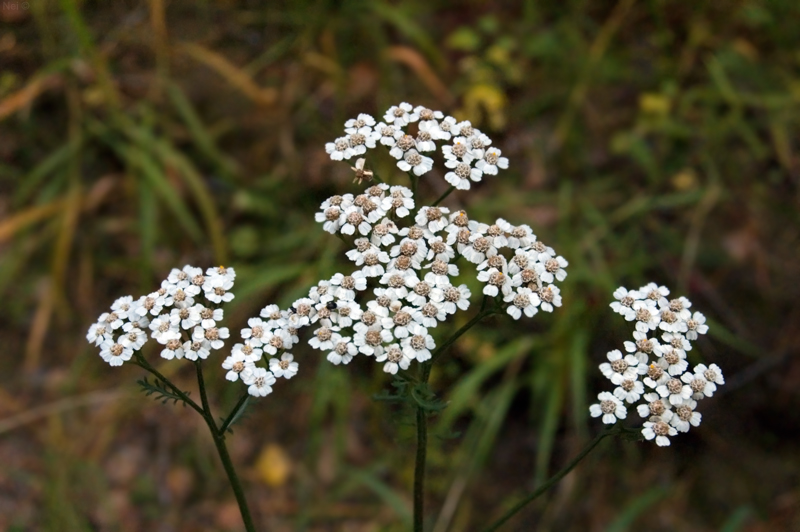 Изображение особи род Achillea.