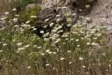 Daucus carota