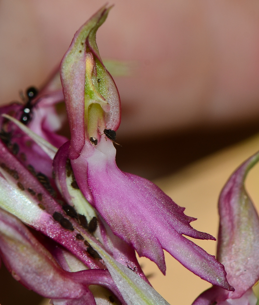 Image of Anacamptis sancta specimen.