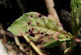 Trientalis europaea