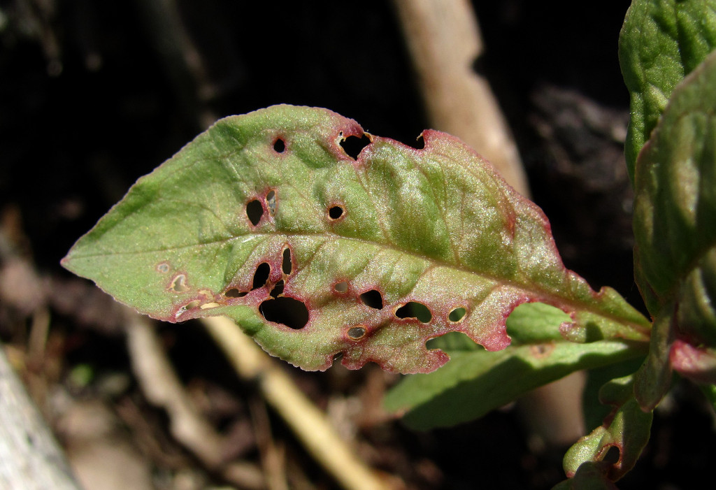 Image of Trientalis europaea specimen.