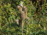 Astragalus alopecurus