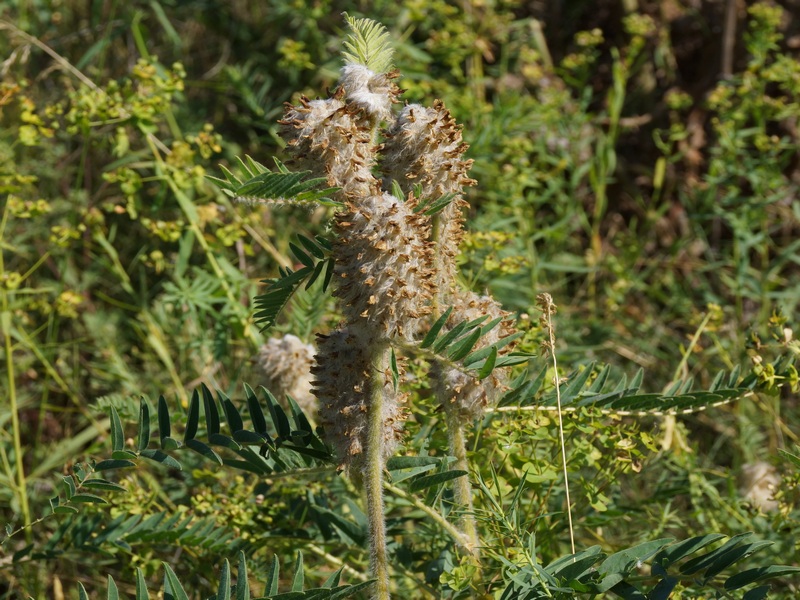 Изображение особи Astragalus alopecurus.