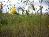 Sonchus arvensis. Верхушка отцветающего растения. Архангельская обл., Вельский р-н, пос. Усть-Шоноша. Август 2009 г.