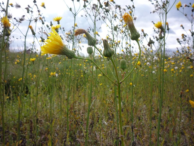 Изображение особи Sonchus arvensis.