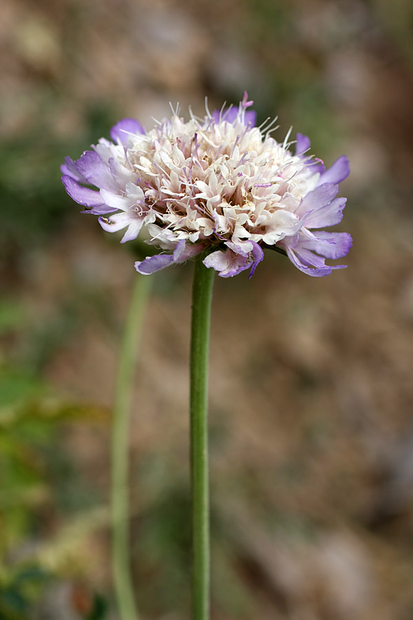 Image of Lomelosia songarica specimen.