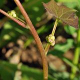 Menispermum dauricum. Часть побега с нераспустившимися соцветиями. Приморский край, Партизанский р-н, окр. с. Хмельницкое, урочище Щёки, берег р. Тигровая. 18.05.2014.