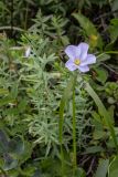 Linum boreale. Верхушка цветущего растения. Свердловская обл., Карпинский городской округ, гора Серебрянский Камень, зона горной тундры на выс. 1000-1100 м н.у.м. 18.07.2015.