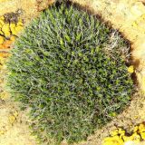 Grimmia pulvinata