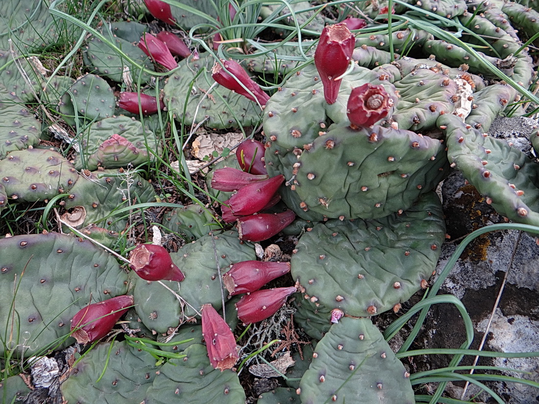 Изображение особи Opuntia humifusa.