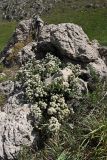 Spiraea pilosa