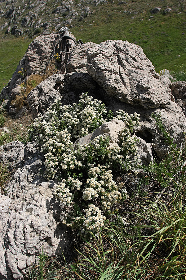 Image of Spiraea pilosa specimen.