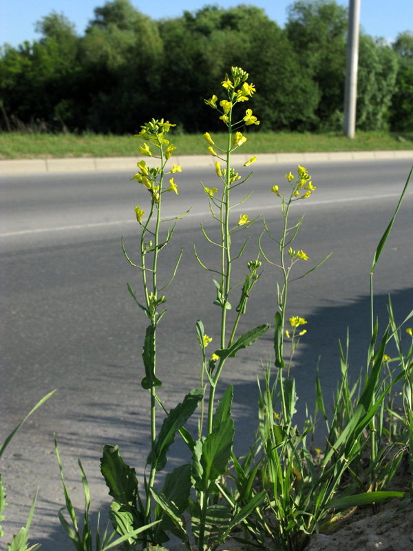 Image of Brassica napus specimen.