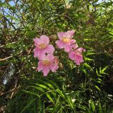 Podranea ricasoliana