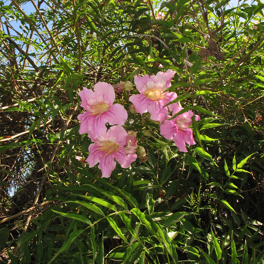 Image of Podranea ricasoliana specimen.