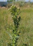 Cirsium alatum