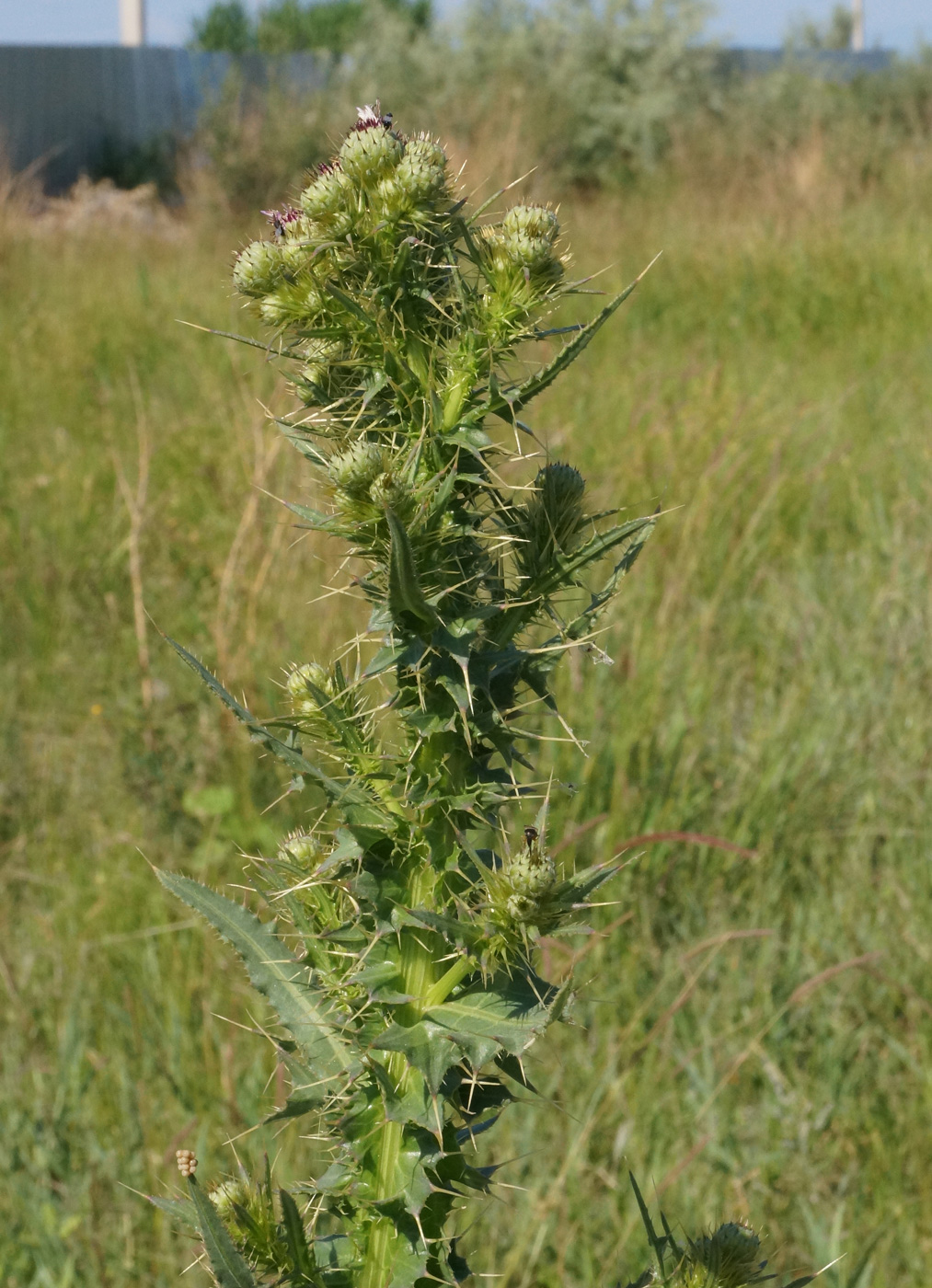 Изображение особи Cirsium alatum.