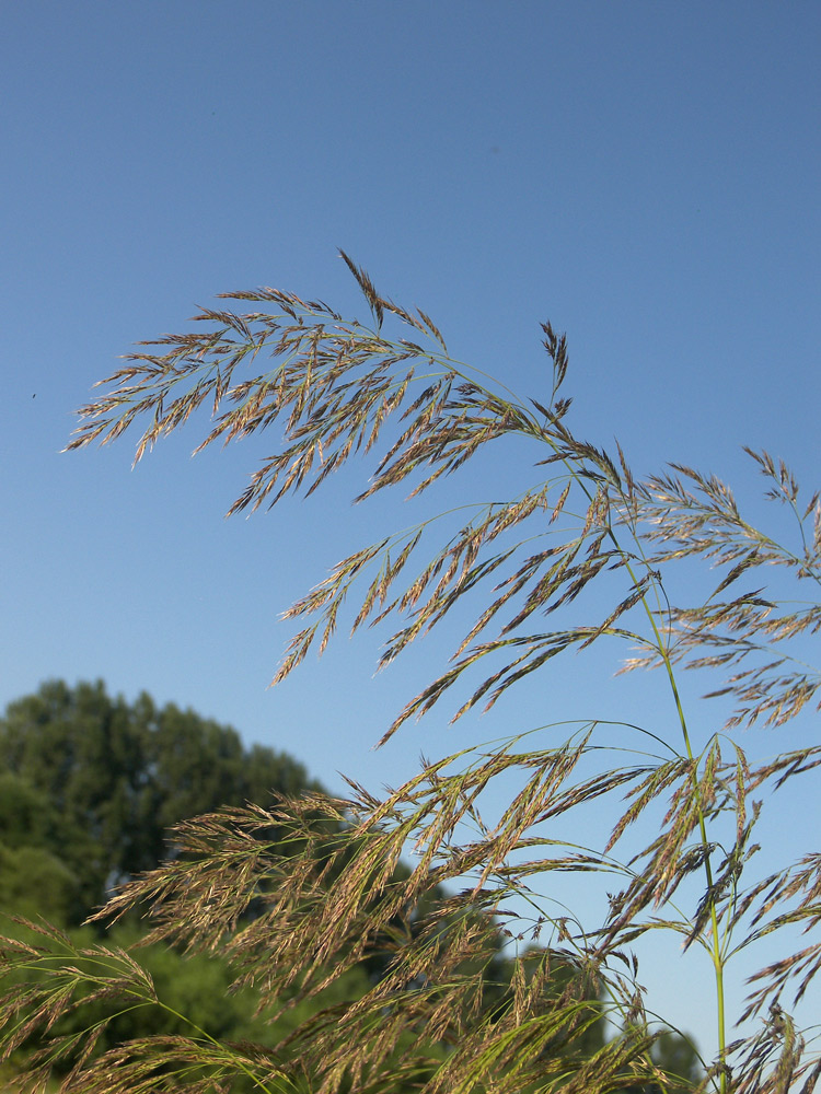 Изображение особи Calamagrostis pseudophragmites.