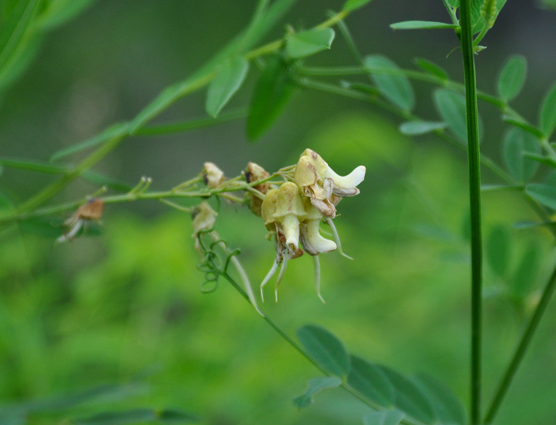 Изображение особи Sophora flavescens.