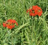 Lychnis chalcedonica