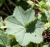 Alchemilla taurica. Лист (верхняя поверхность). Крым, нижнее плато Чатырдага, луговая степь. 27.06.2015.