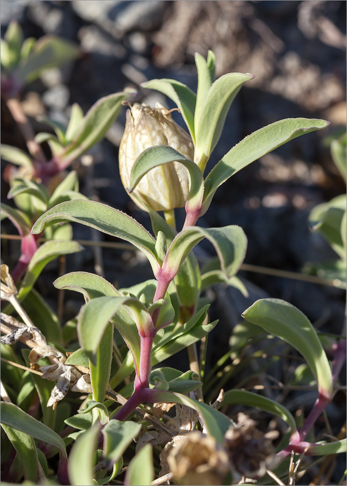 Изображение особи Oberna uniflora.