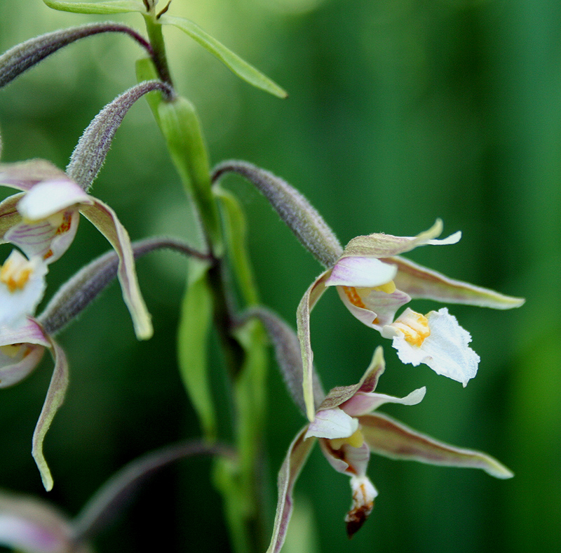 Изображение особи Epipactis palustris.